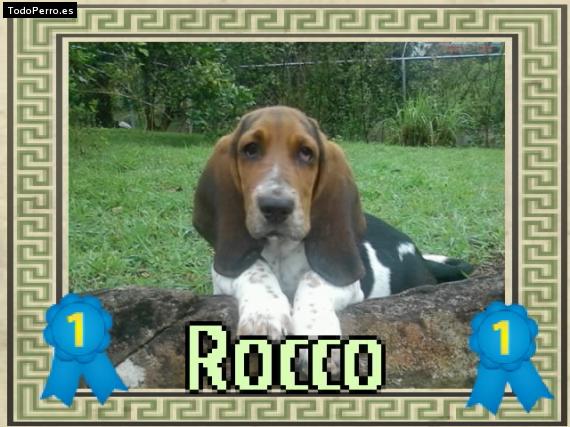 Foto del perro Roco