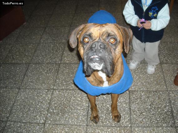 La foto del perro