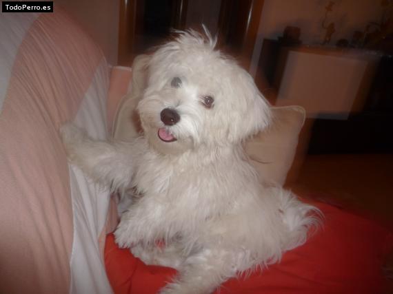 Foto del perro Zuri