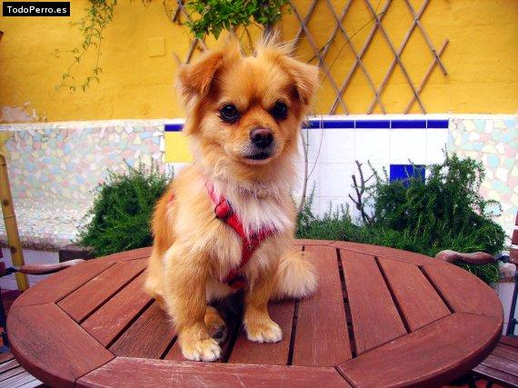 La foto del perro Golfi Foto del perro Golfi