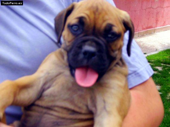 Foto del perro Lola