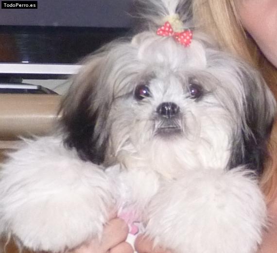 Foto del perro Keiko