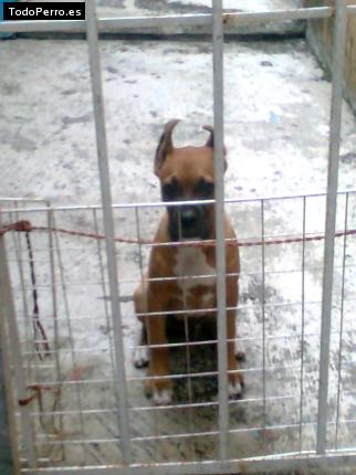 Foto del perro Rex
