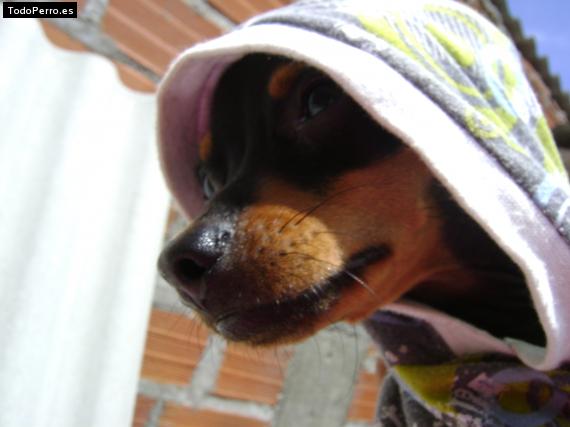 La foto del perro