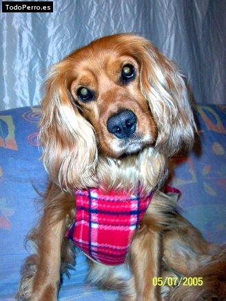 Foto del perro Neo