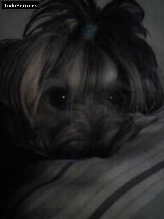 La foto del perro