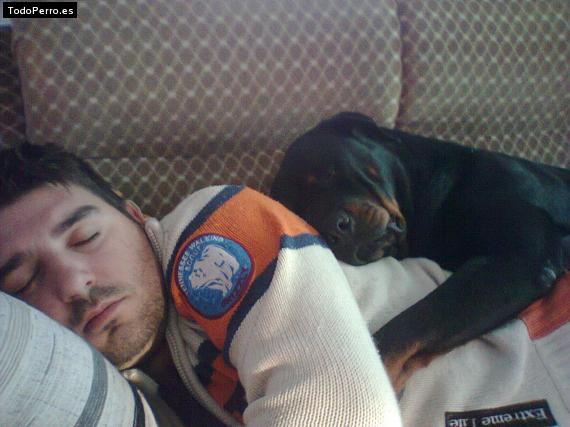 La foto del perro
