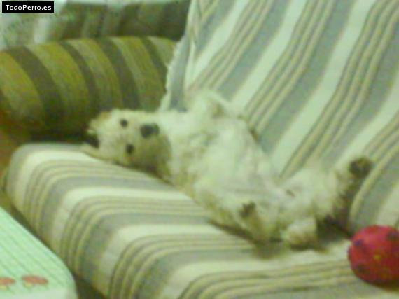 La foto del perro