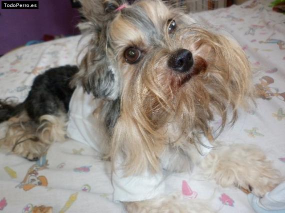 La foto del perro