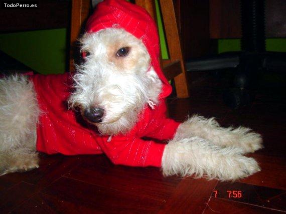 La foto del perro Lady Foto del perro Lady