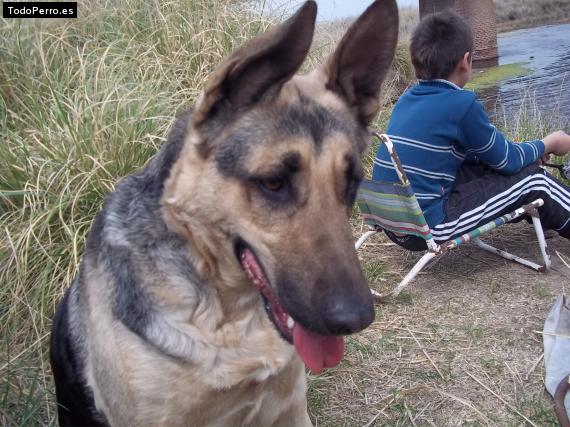La foto del perro