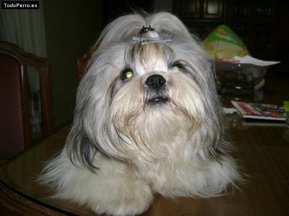 La foto del perro
