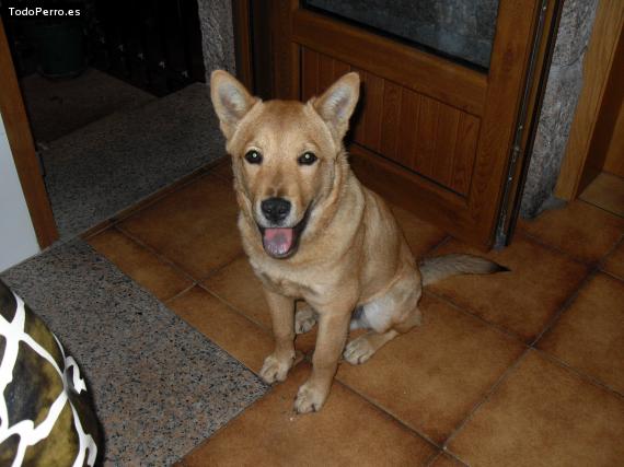Foto del perro Roki
