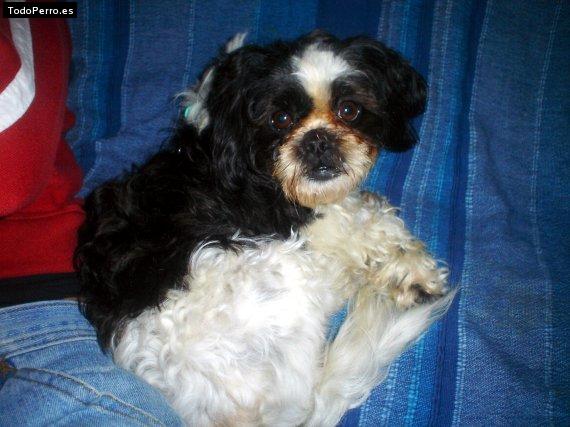 La foto del perro Sorginya Foto del perro Sorginya