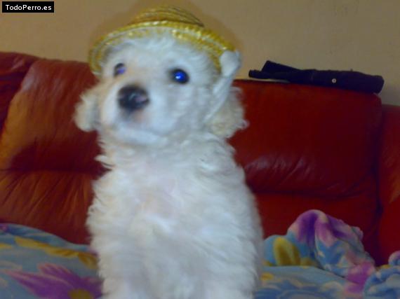 Foto del perro Rocki