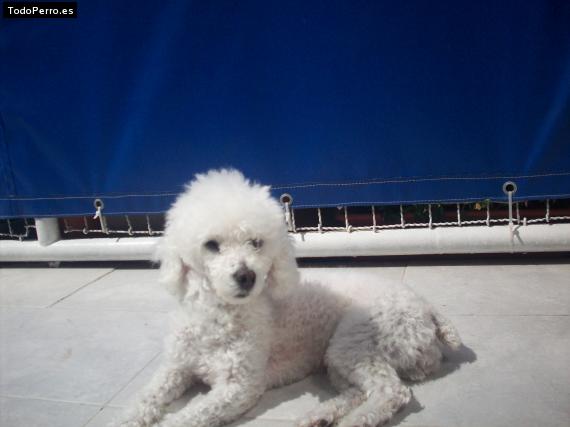 La foto del perro Jazmin Foto del perro Jazmin