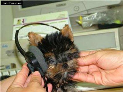 La foto del perro Canica Foto del perro Canica