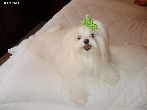 La foto del perro