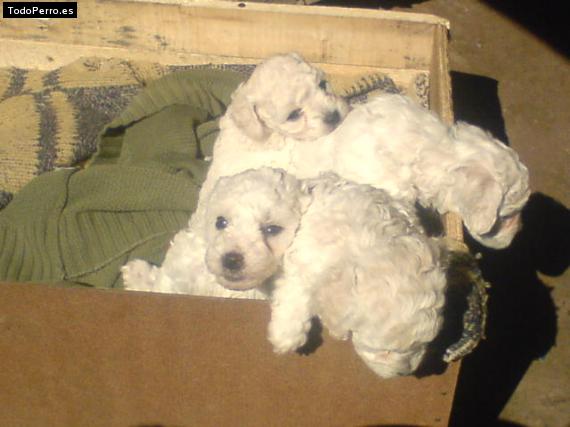Foto del perro Copito