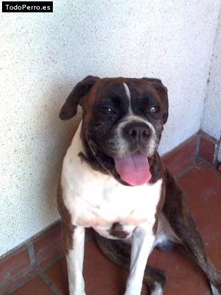 Foto del perro Homero