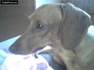 Foto del perro Clarissa