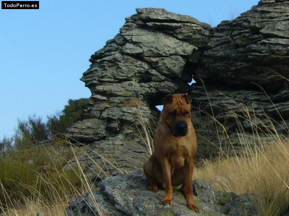 La foto del perro