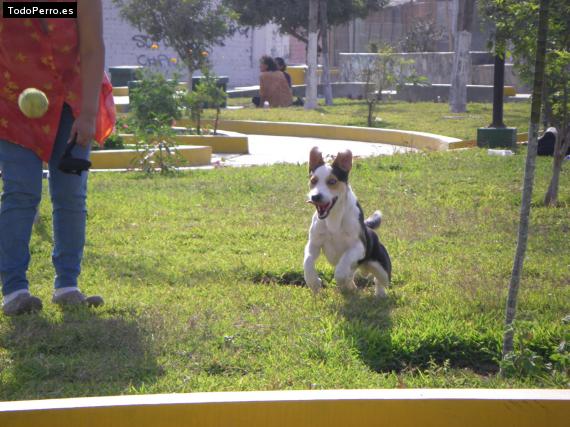 La foto del perro