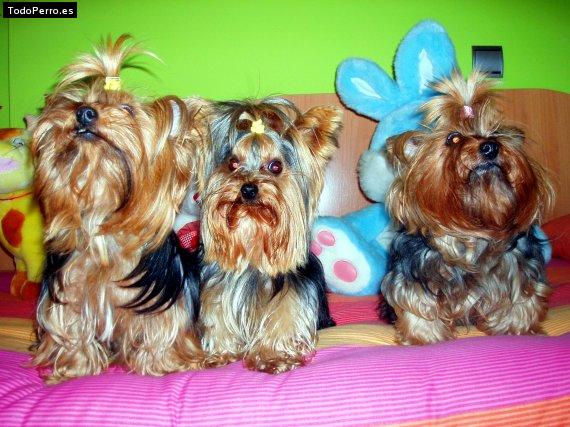 La foto del perro Sisi, vera y villy Foto del perro Sisi, vera y villy