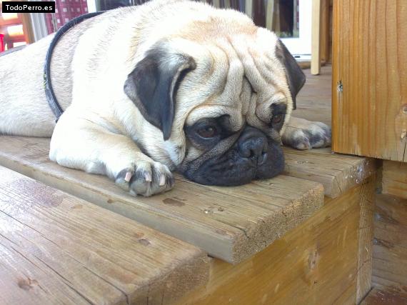 La foto del perro