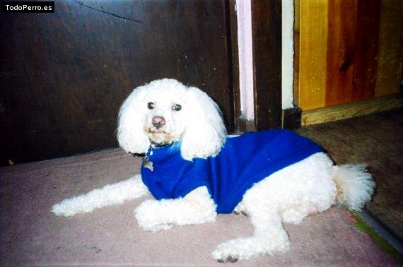 La foto del perro Spooky Foto del perro Spooky