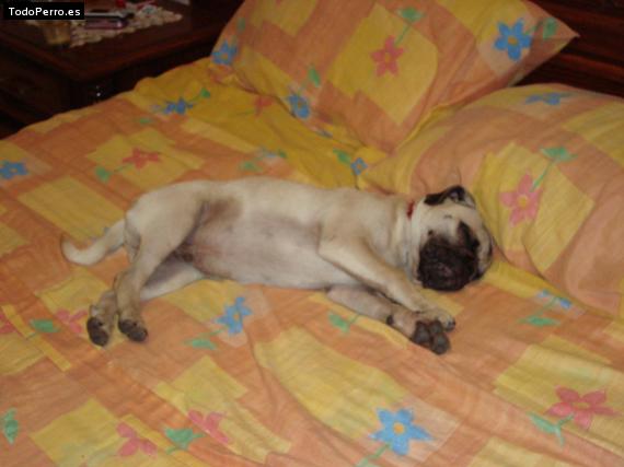 La foto del perro