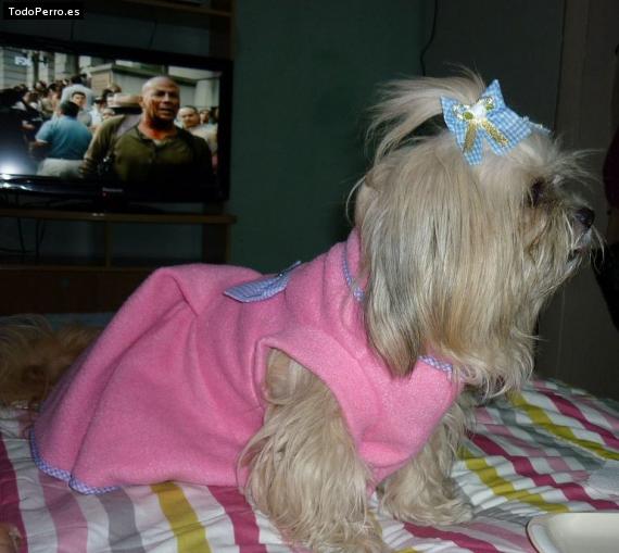 La foto del perro