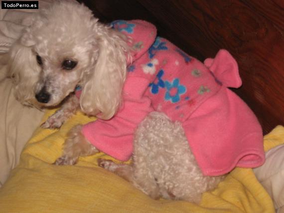 Foto del perro Almendra