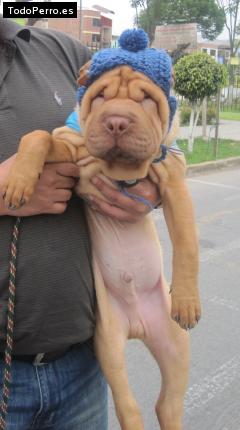 La foto del perro
