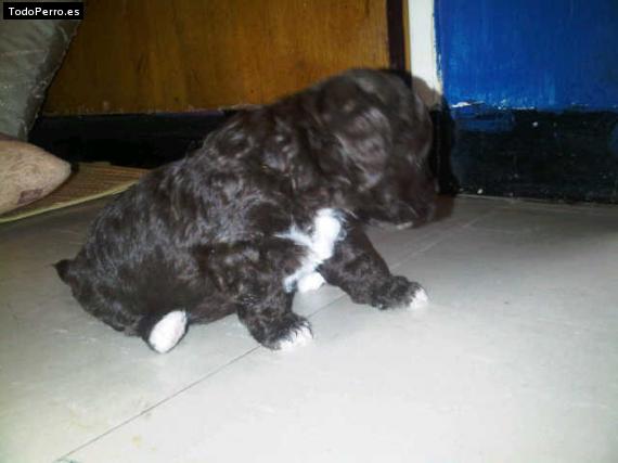 Foto del perro Chocolate