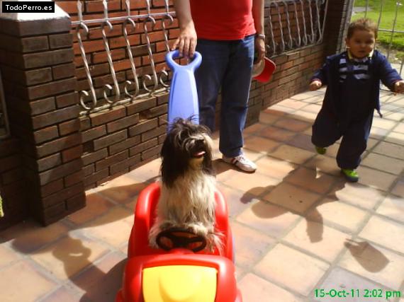 La foto del perro