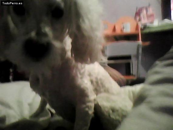 Foto del perro Sofino