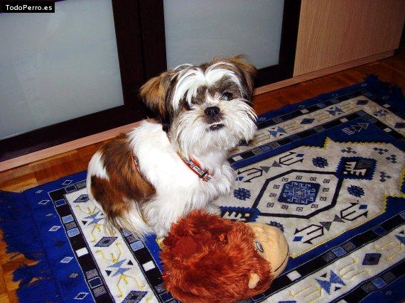 La foto del perro