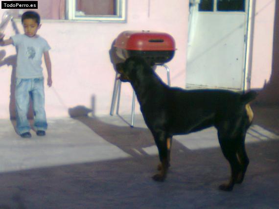 La foto del perro