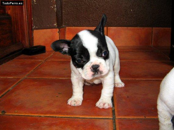 La foto del perro Shiba Foto del perro Shiba