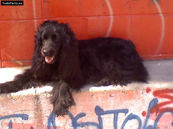 La foto del perro