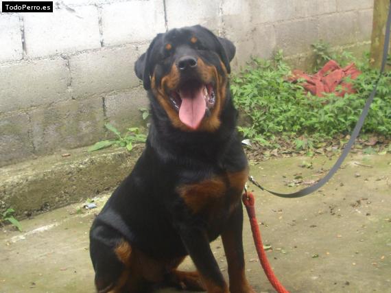 La foto del perro