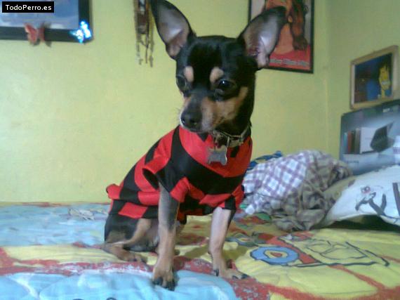 La foto del perro