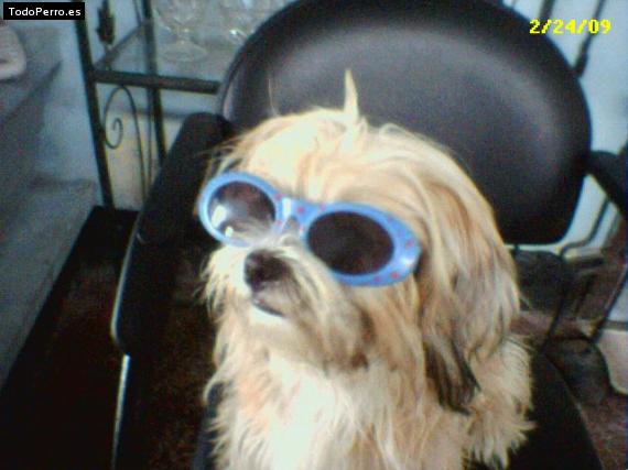 La foto del perro