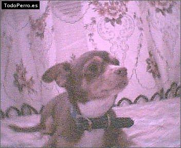 Foto del perro Scobye