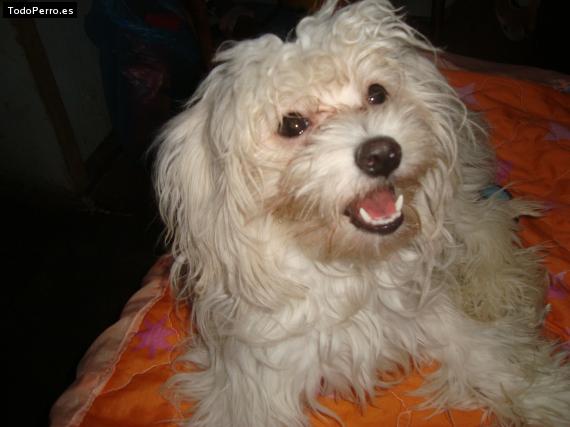 La foto del perro