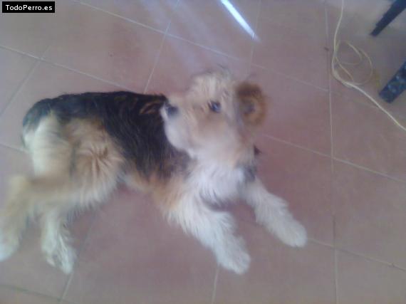 La foto del perro