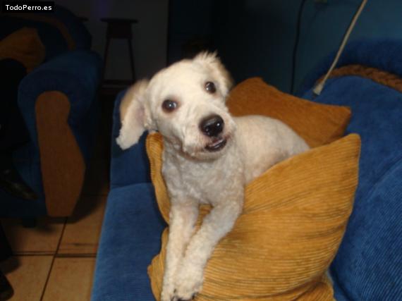 Foto del perro Dogy
