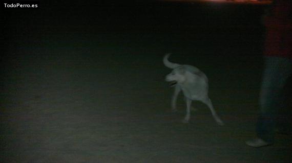 Foto del perro Rex