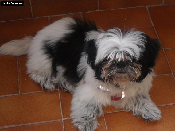 La foto del perro